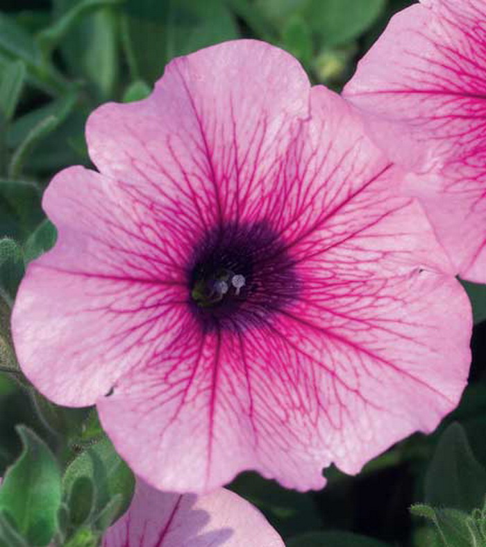 Сурфиния Роус Вейн